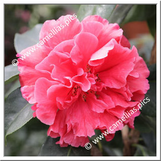 Camellia Hybrid C.reticulata  'Den Burton'