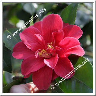 Camellia Japonica 'Derbyana'