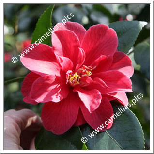 Camellia Japonica 'Derbyana'