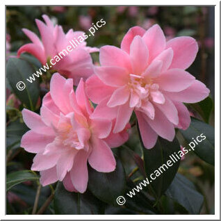 Camellia Hybrid C.x williamsii 'Derc'hel soñj eus PY Tremel'