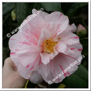 Camellia Japonica 'Destiny'