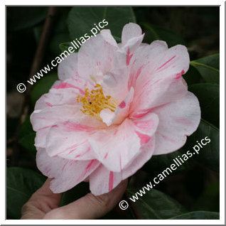 Camellia Japonica 'Destiny'