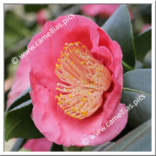 Camellia Japonica 'Dewatairin'