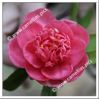 Camellia Japonica 'Diamantina'