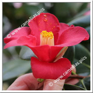 Camellia Japonica 'Diana Körner'