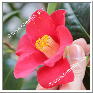 Camellia Japonica 'Diana Körner'