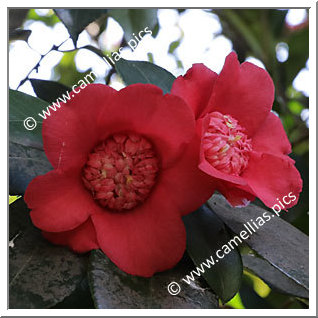 Camellia Japonica 'Dianthiflora'