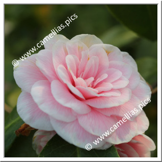 Camellia Japonica 'Diddy's Pink Organdie'