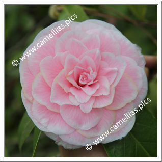 Camellia Japonica 'Diddy's Pink Organdie'