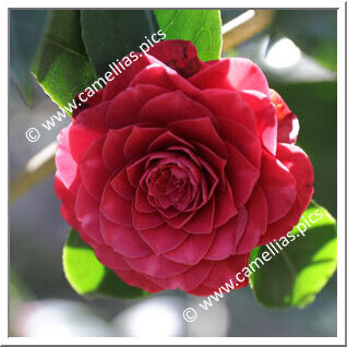 Camellia Japonica 'Dilecta'