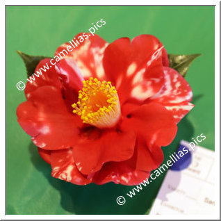 Camellia Japonica 'San Dimas Variegated'