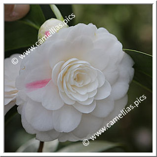 Camellia Japonica 'Dionisia Poniatowski'