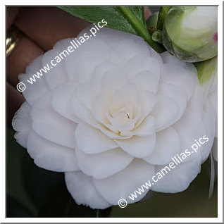 Camellia Japonica 'Dionisia Poniatowski'