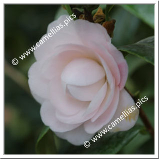 Camellia Japonica 'Dionisia Poniatowski Rosea'