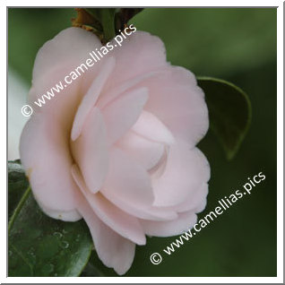 Camellia Japonica 'Dionisia Poniatowski Rosea'