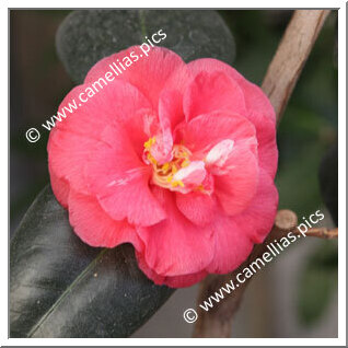 Camellia Japonica 'Directeur Moerlands'