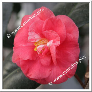 Camellia Japonica 'Directeur Moerlands'