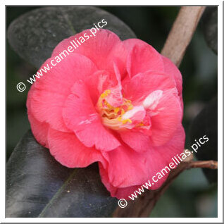 Camellia Japonica 'Directeur Moerlands'