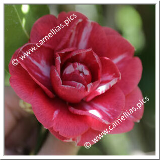 Camellia Japonica 'Disinganno'