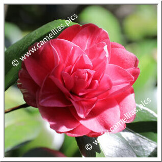 Camellia Japonica 'Disinganno'