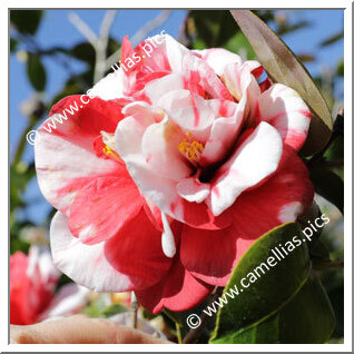 Camellia Japonica 'Dixie Knight Supreme'