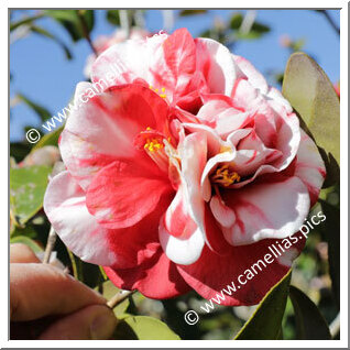 Camellia Japonica 'Dixie Knight Supreme'