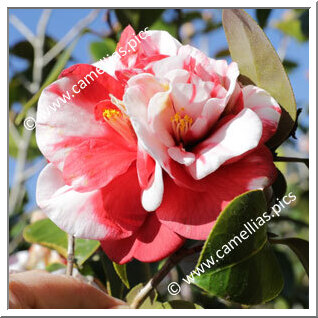 Camellia Japonica 'Dixie Knight Supreme'