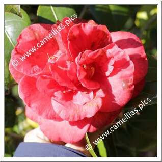 Camellia Japonica 'Dixie Knight'