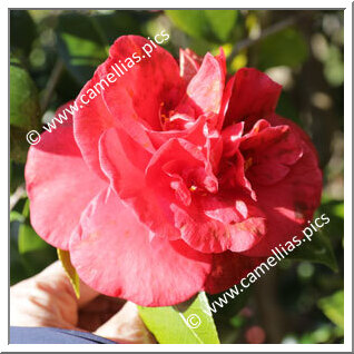 Camellia Japonica 'Dixie Knight'