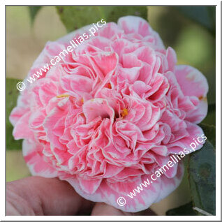 Camellia Japonica 'Do Pozo'