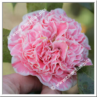 Camellia Japonica 'Do Pozo'