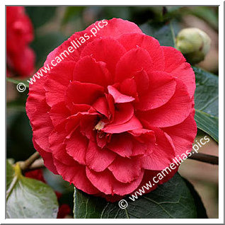 Camellia Japonica 'Dobreei'