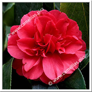 Camellia Japonica 'Dobreei'