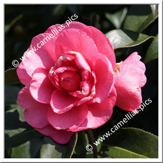 Camellia Hybride C.reticulata 'Dobro'