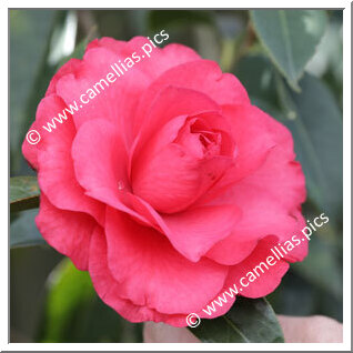 Camellia Hybrid C.reticulata  'Dobro'