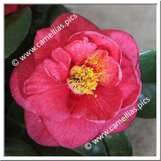 Camellia Japonica 'Doctor Ecorchard'