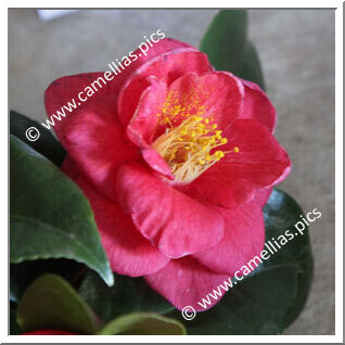 Camellia Japonica 'Doctor Ecorchard'