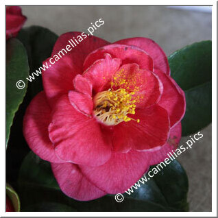 Camellia Japonica 'Doctor Ecorchard'