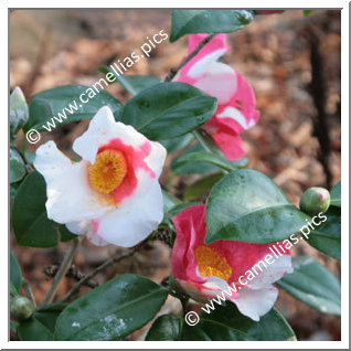 Camellia Japonica 'Doctor Max'