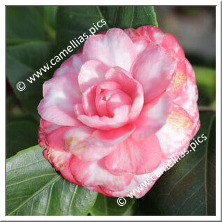 Camellia Japonica 'Dodici Aprile'