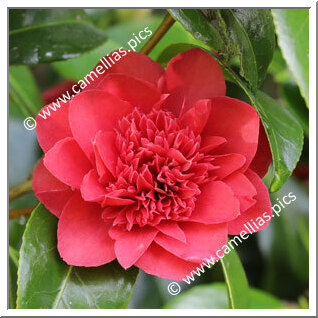 Camellia Japonica 'Dolly Dyer'