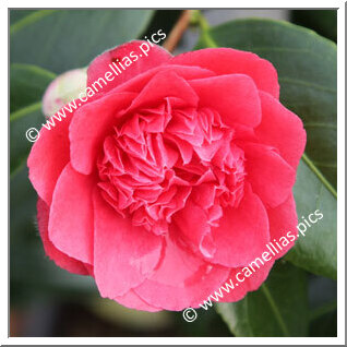 Camellia Japonica 'Dolly Dyer'