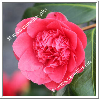 Camellia Japonica 'Dolly Dyer'