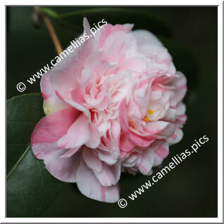 Camellia Japonica 'Dom Fernando II de Portugal'