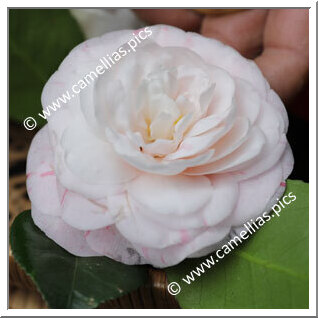 Camellia Japonica 'Dom Luiz I, Rei de Portugal'