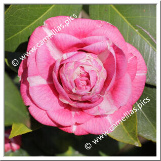 Camellia Japonica 'Dom Nuno Alvares Pereira'