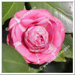 Camellia Japonica 'Dom Nuno Alvares Pereira'