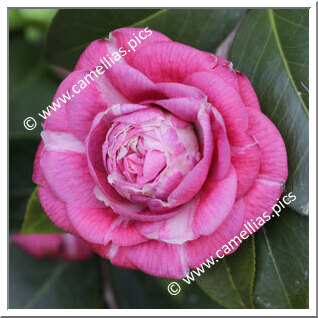 Camellia Japonica 'Dom Nuno Alvares Pereira'