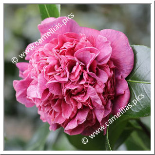 Camellia Japonica 'Dona Herzília de Freitas Magalhães'