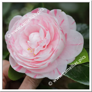 Camellia Japonica 'Dona Maria Pia, Rainha de Portugal'